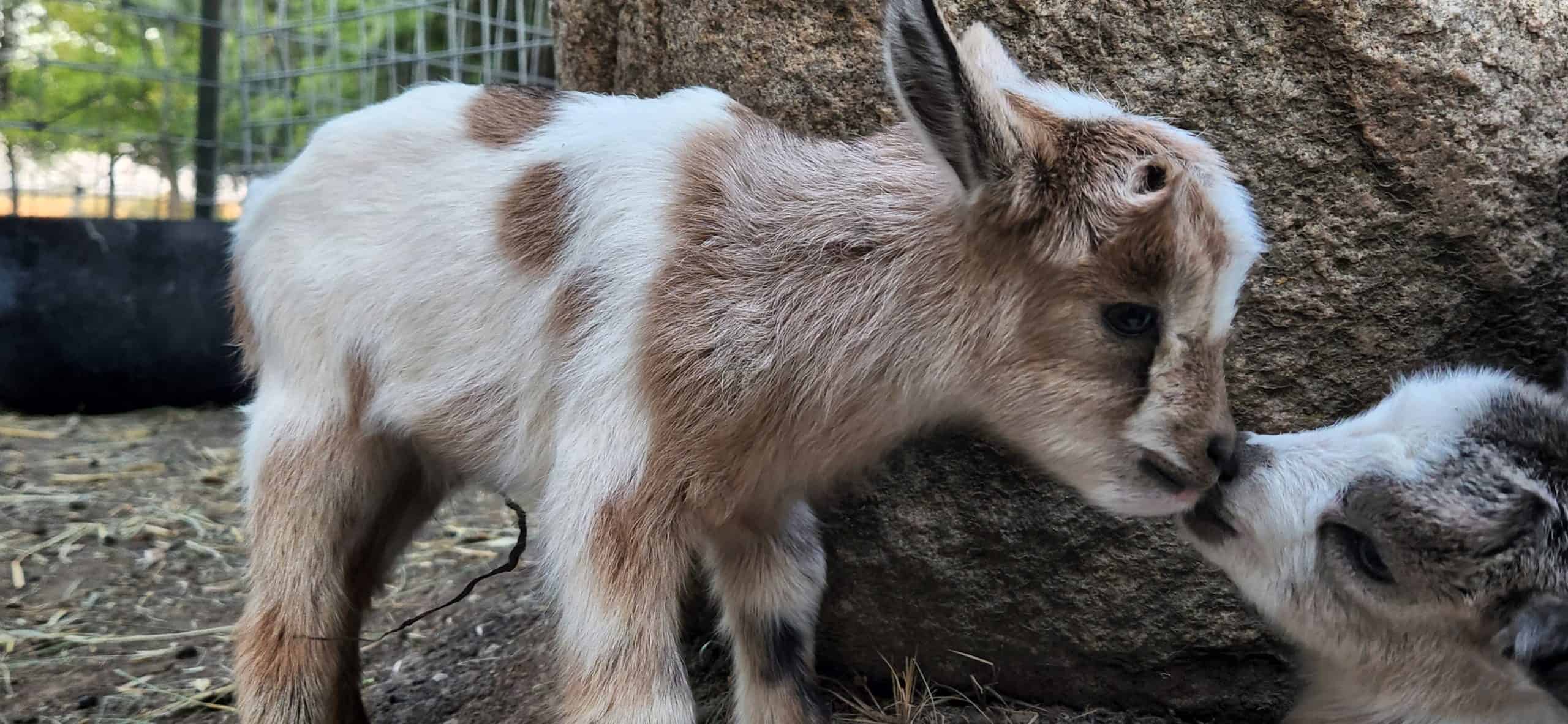 miniature fainting goats lincoln ne