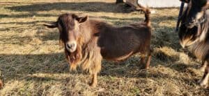 Chocolate Nigerian Dwarf Buck named Percy