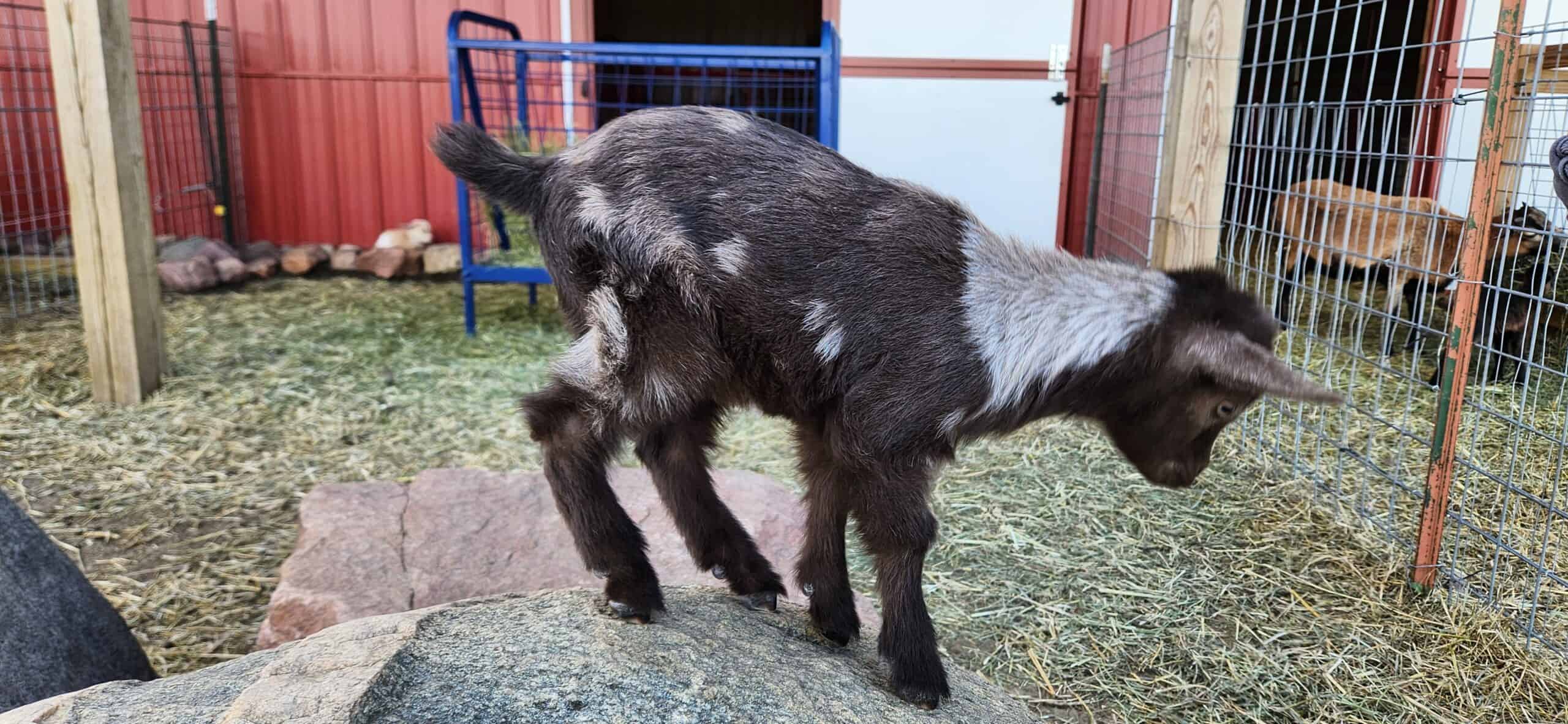 Baby Goat Nigerian Dwarf doe black with roaning and moon spots on a rock