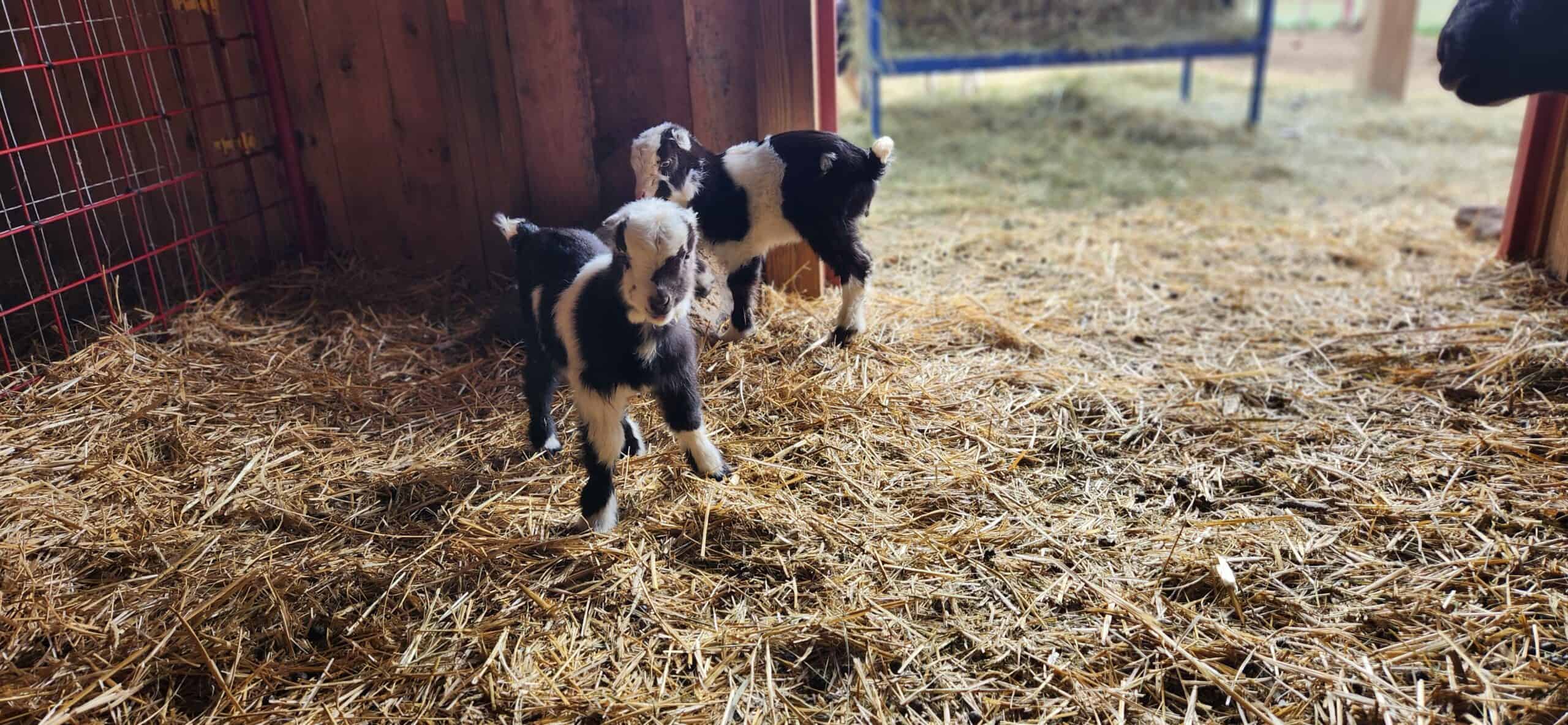 twin black and white mini mancha baby goats