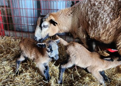 Blackbelly ewe Hana and her twin lambs
