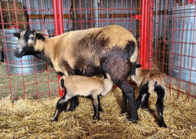 ABB ewe with ram lambs