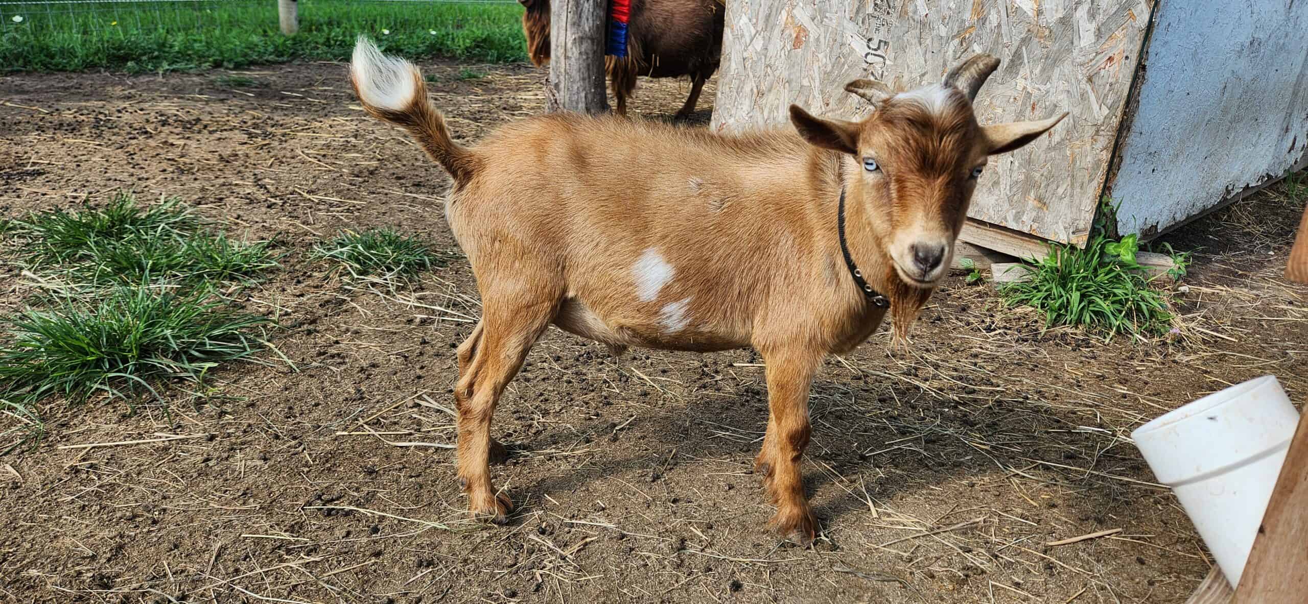 golden nigerian dwarf buck with blue eyes