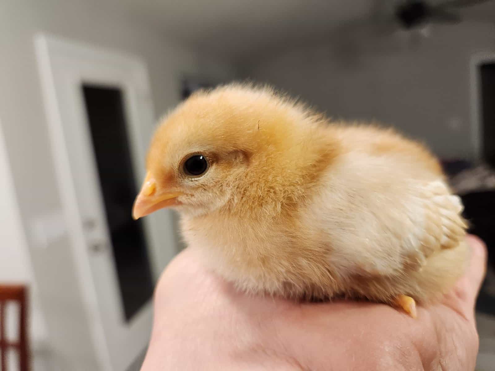 baby chick in hand