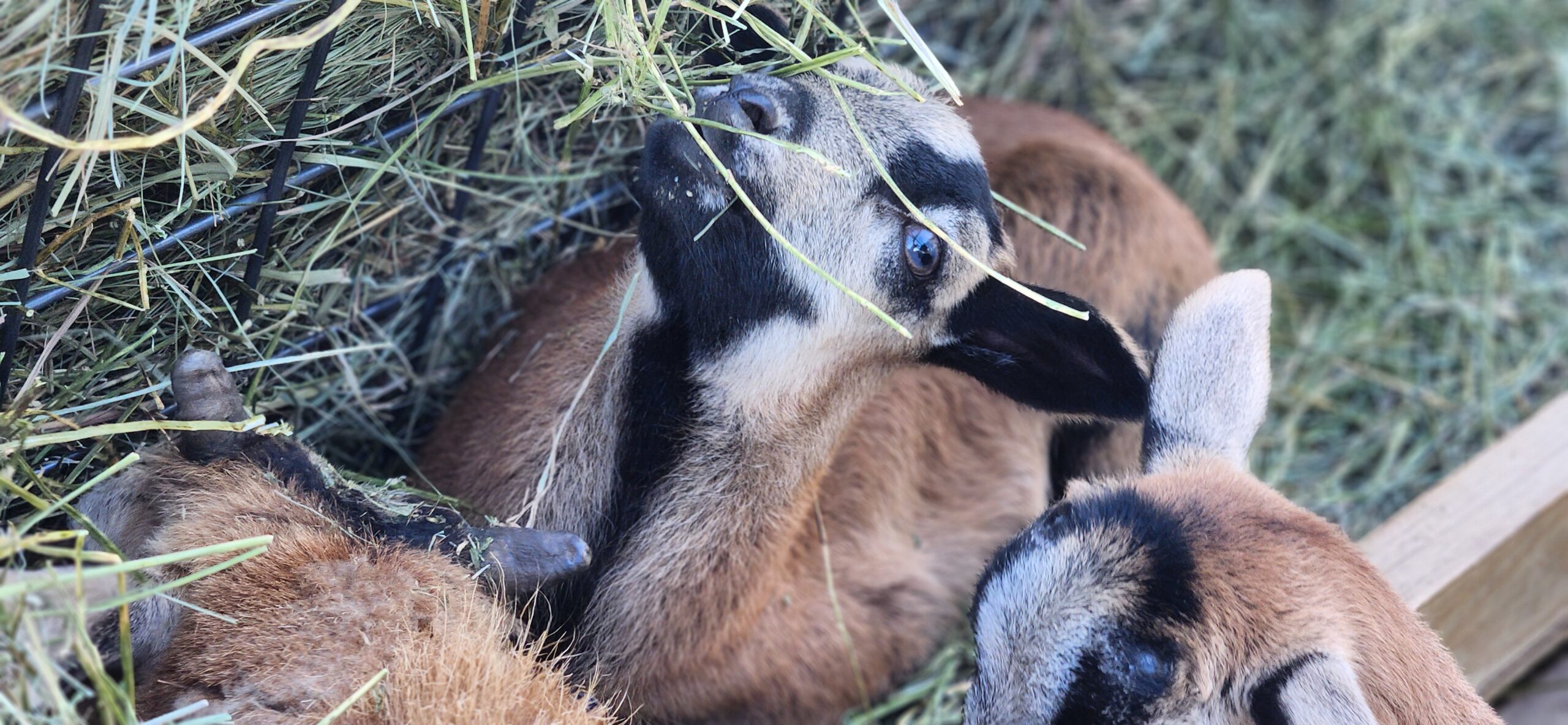 blackbelly lambs