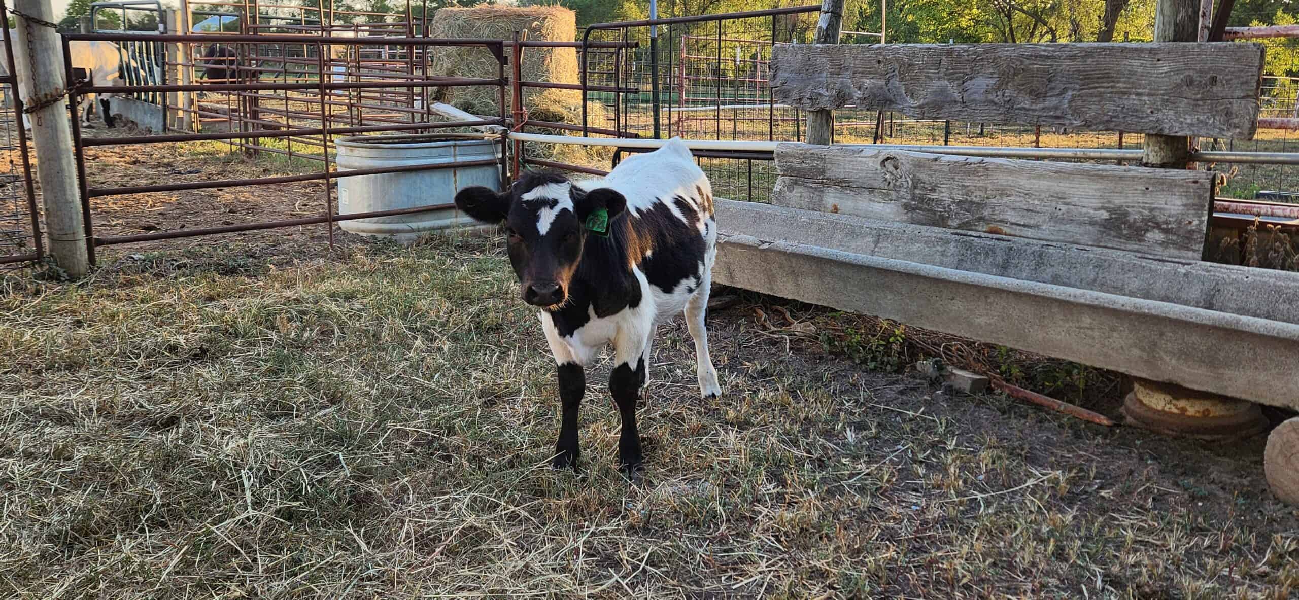 Pineywoods Cattle Heifer