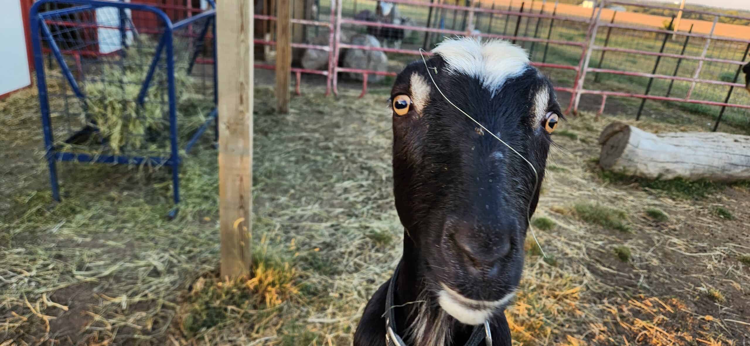 black and white lamancha dairy goat