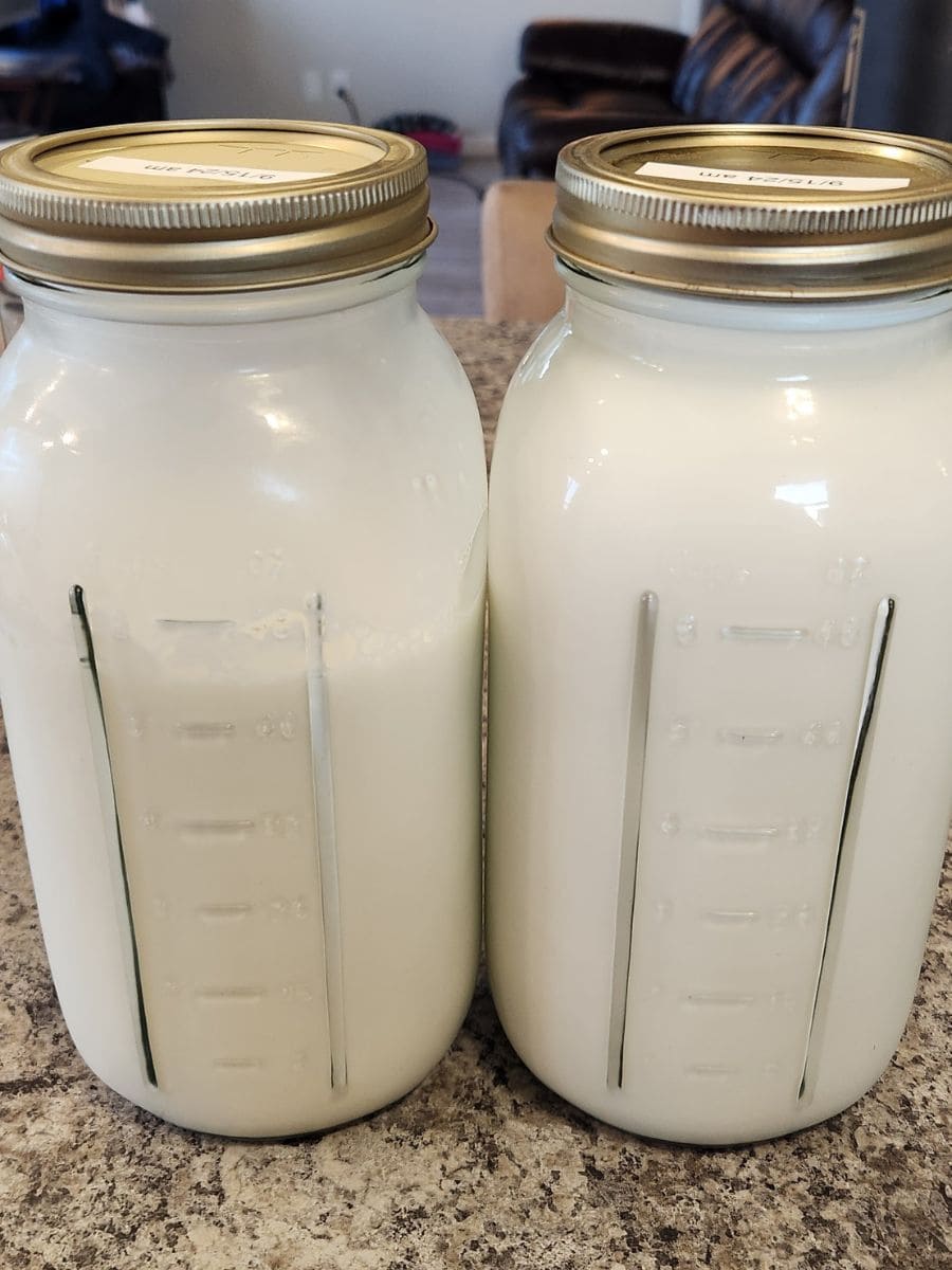 fresh raw goat milk in half gallon mason jars