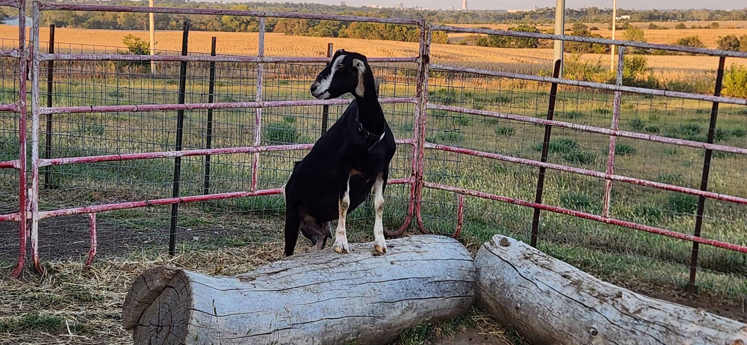 sundgau lamancha dairy goat