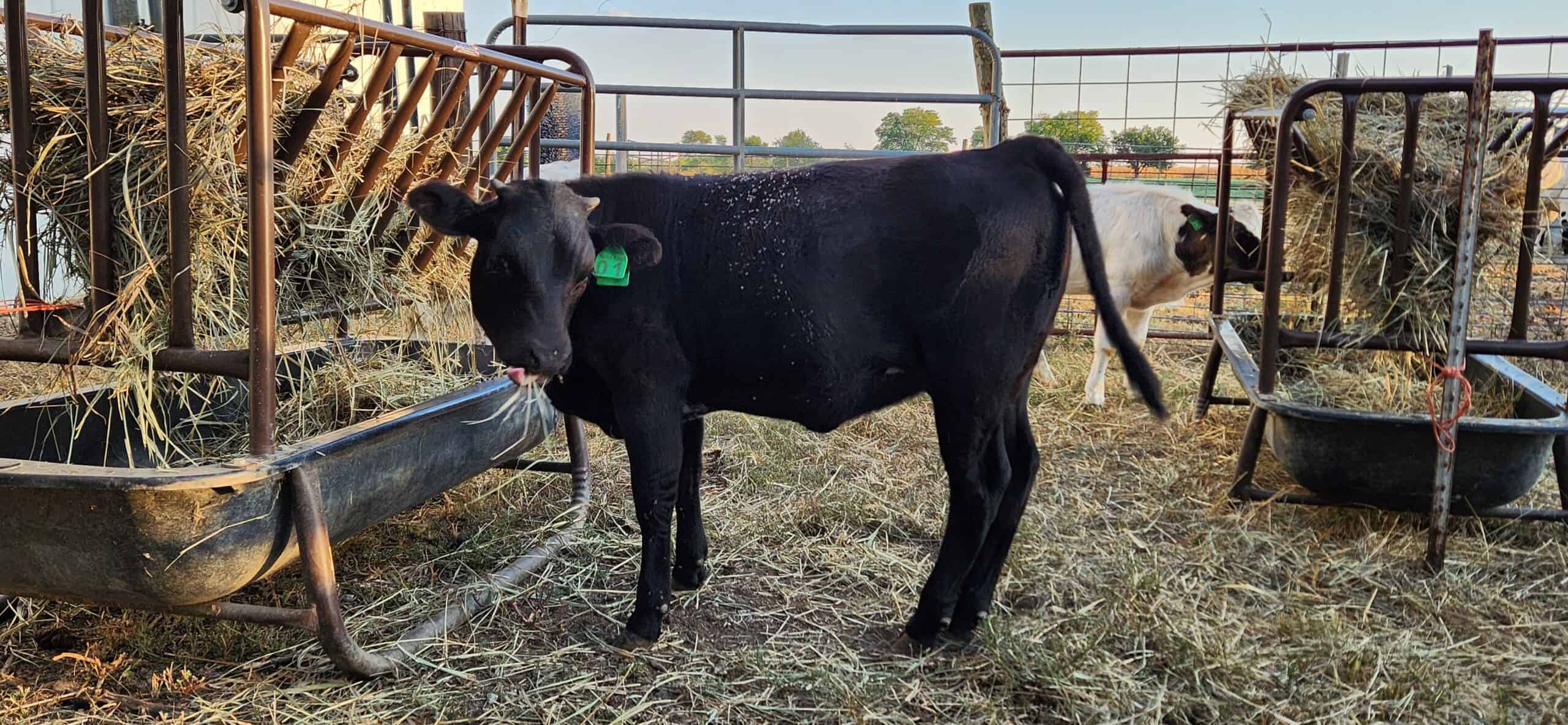 Black Pineywoods Cattle Heifer