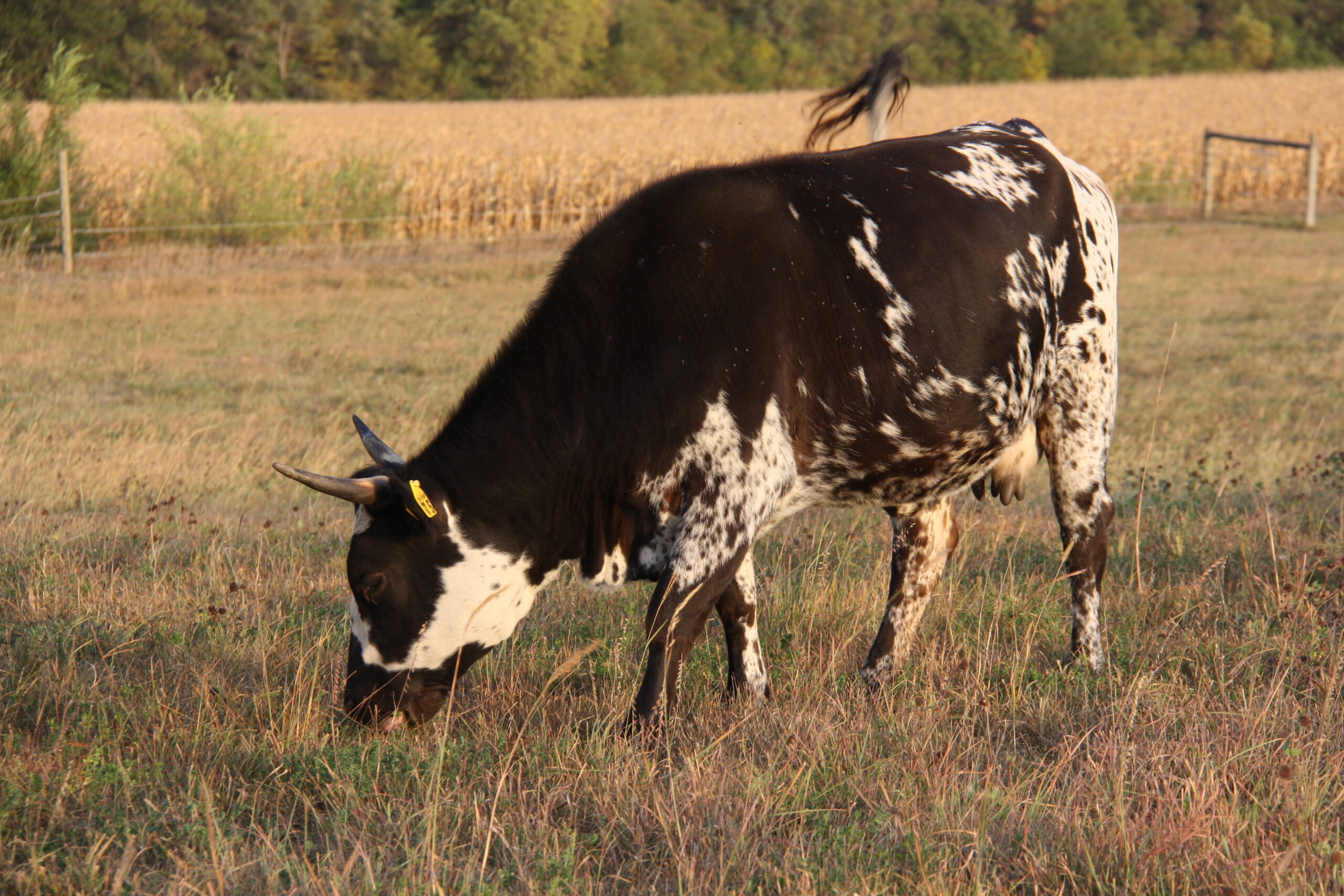 Bluebelle Pineywoods Cattle black and white speckled with horns