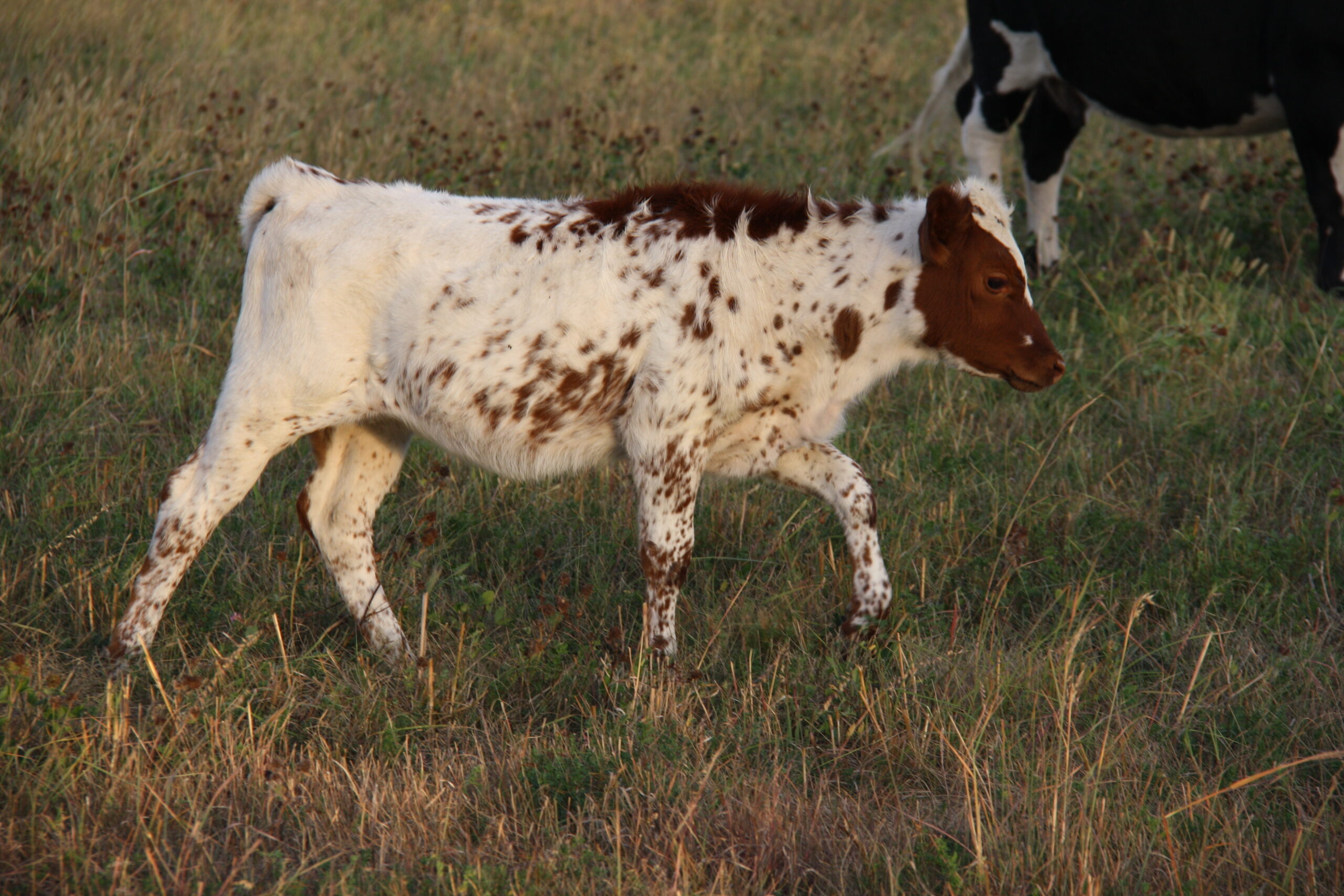 Red Speckled Pineywoods Cattle Heifer