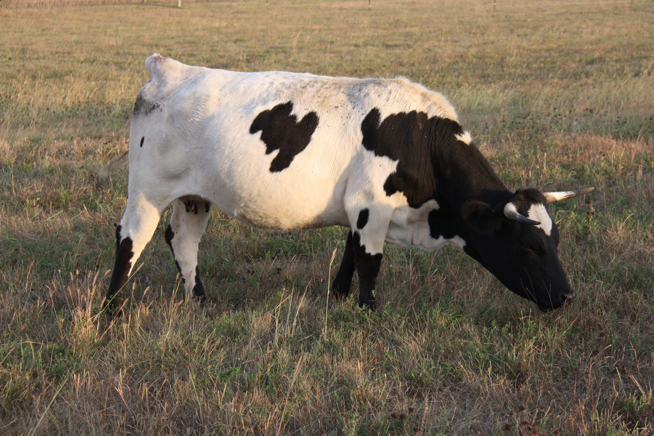 Georgia Pineywoods Cow with bull calf