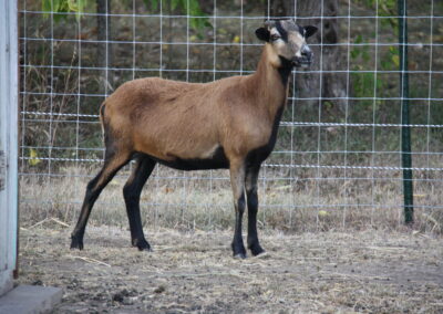 American Blackbelly ewe