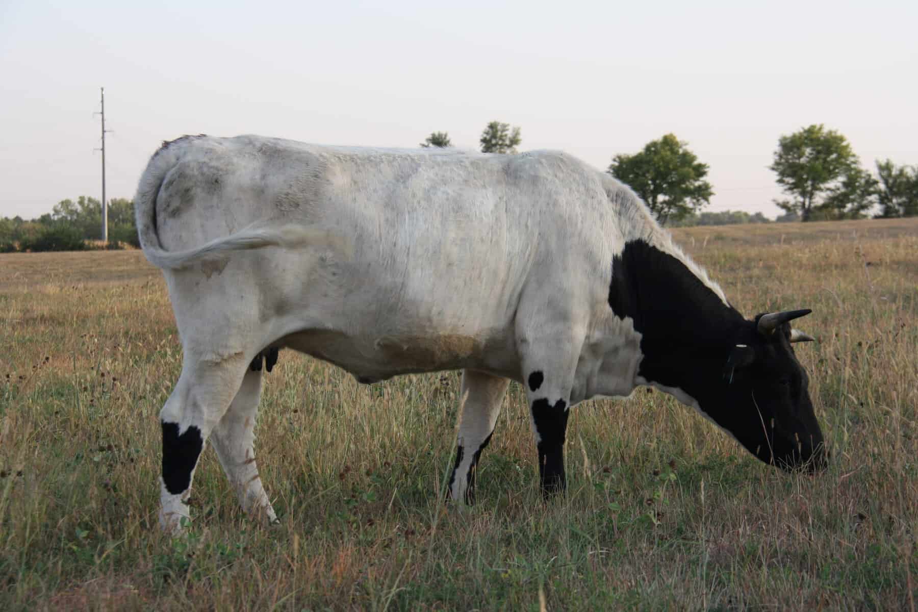 Pineywoods Cattle Lincoln Nebraska