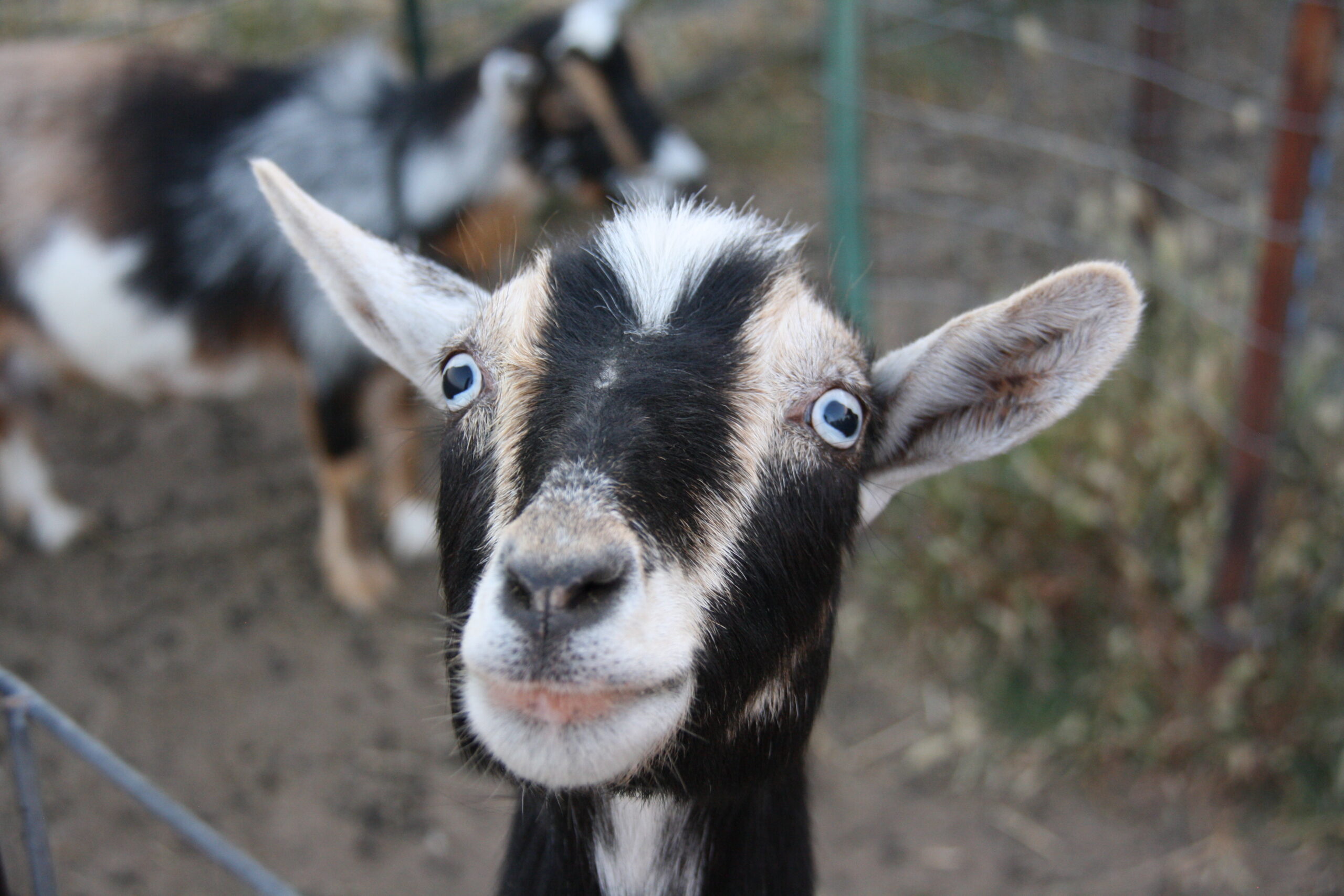 Nigerian dwarf doe