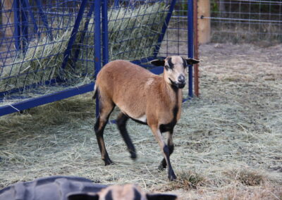 blackbelly ewe nebraska