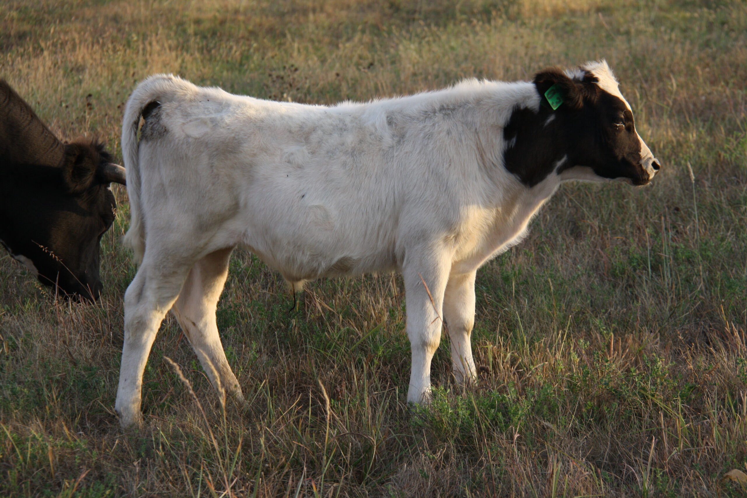 Pineywoods Cattle Bull Calf