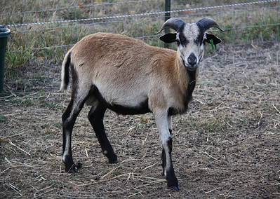 American Blackbelly Ram with horns