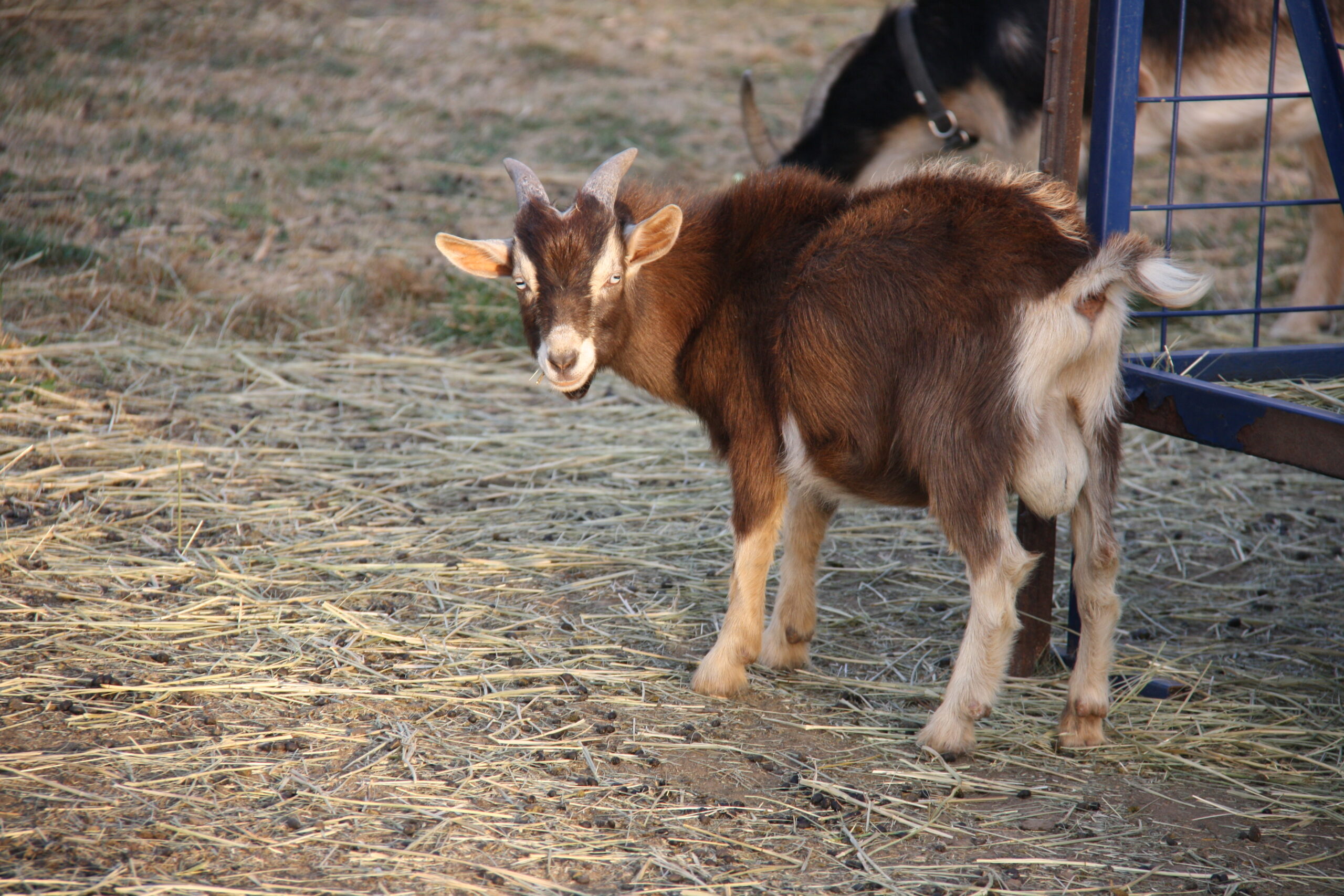 friendly nigerian dwarf buck