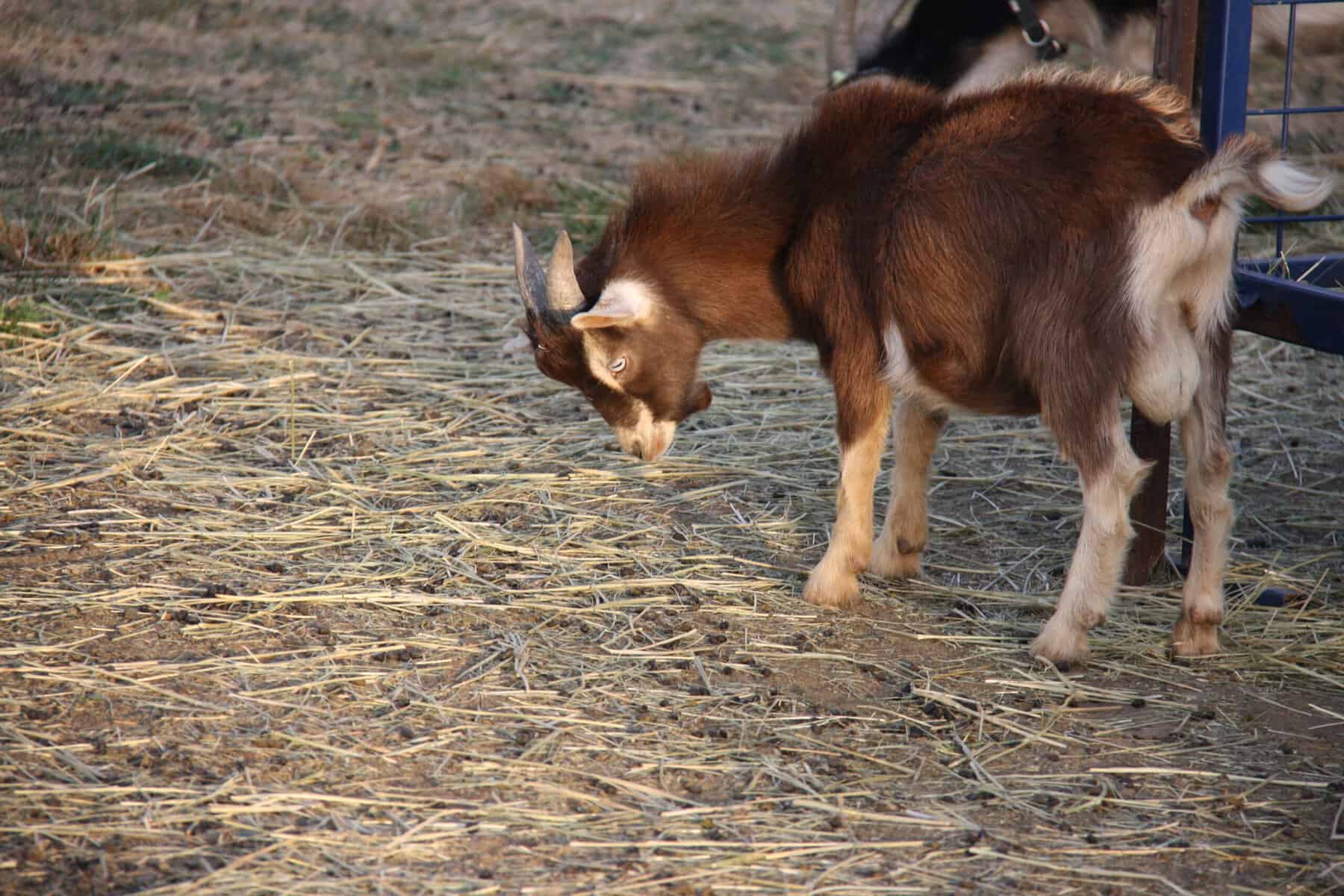 dark chocolate swiss Nigerian Dwarf Buck Lincoln Nebraska